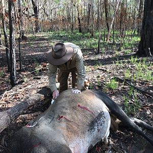 Northern Territory Australia Hunt Scrub Bull