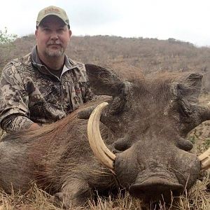 South Africa Hunt Warthog