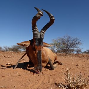 Red Hartebeest Hunt Namibia