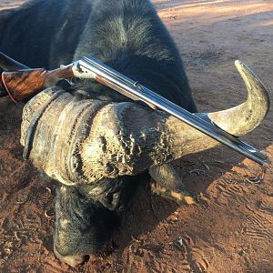 South Africa Hunting Buffalo