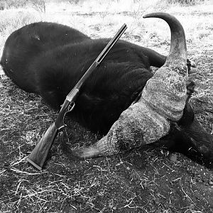 South Africa Hunt Buffalo