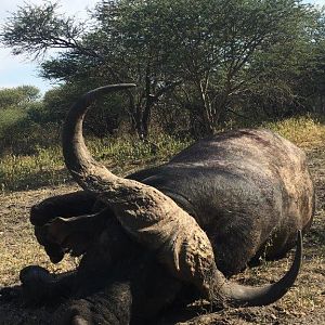 Cape Buffalo Hunting South Africa