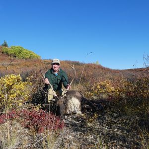 Caribou Hunt Alaska USA