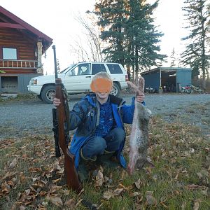 Hunting Rabbit in Alaska USA