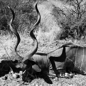 Hunt Kudu in Namibia