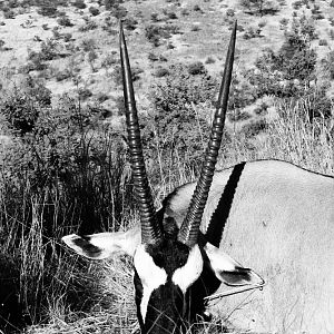 Namibia Hunting Gemsbok