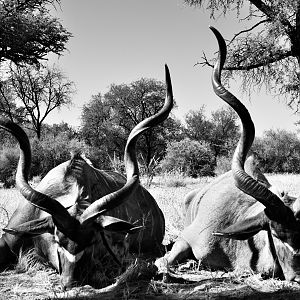 Kudu Hunt Namibia