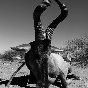 Namibia Hunt Red Hartebeest