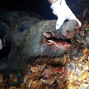 Boar Hunt Germany