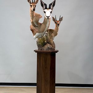 Duiker, Springbok & Steenbok Triple Pedestal Mount Taxidermy