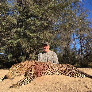 Hunt Leopard in Zimbabwe