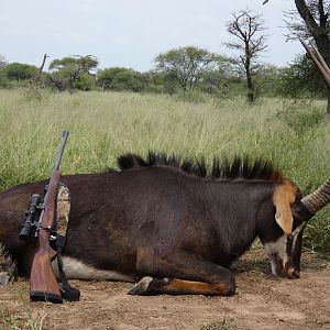 South Africa Hunt Sable Antelope