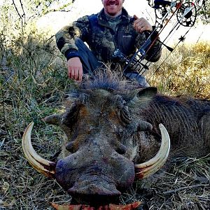 South Africa Bow Hunt Warthog