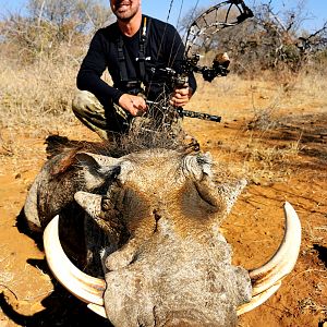 Warthog Bow Hunting South Africa