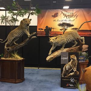 Animal Artistry at Safari Club Convention 2020