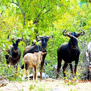 Blue Wildebeest. South Africa