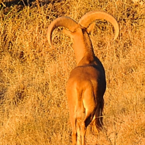 Aoudad Texas USA