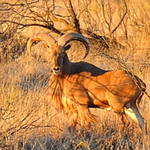 Aoudad Texas USA