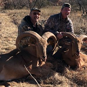 Texas USA Hunt Aoudad