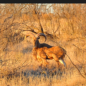 Aoudad Texas USA