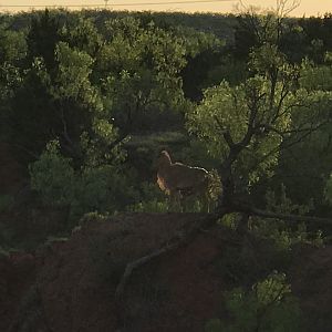 Aoudad Texas USA