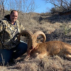 Aoudad Hunting Texas USA