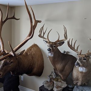 Mounts Taxidermy