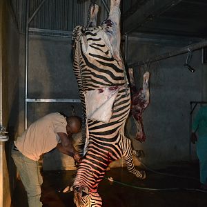 Hartmann's Mountain Zebra Hunting Namibia