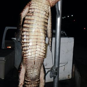 Hunt Alligator in Florida USA