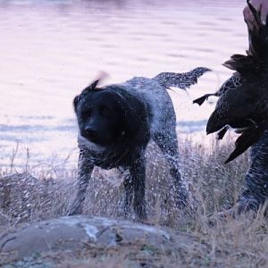 Bird Shooting Labradors in action!