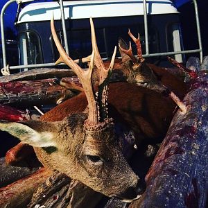 Scotland Hunt Roe Deer