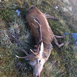 Red Stag Hunting Scotland