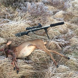 Scotland Hunting Red Stag