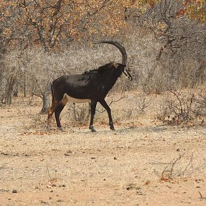 Sable Antelope South Africa