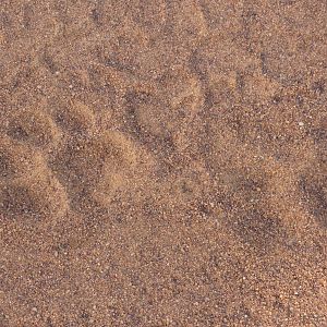 Leopard Track South Africa