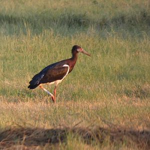 Birdlife in South Africa