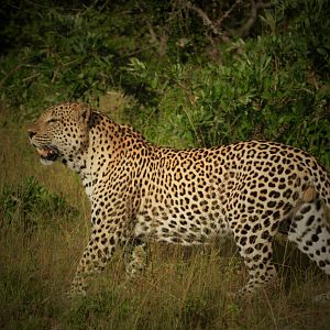 Leopard on Photo Safari in South Africa