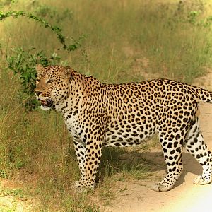 Leopard on Photo Safari in South Africa