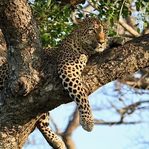 Leopard on Photo Safari in South Africa