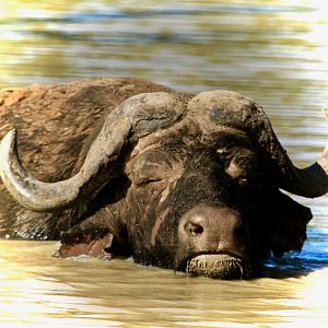 Cape Buffalo on Photo Safari in South Africa