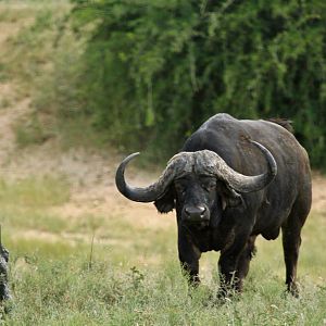 Cape Buffalo on Photo Safari in South Africa