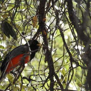 Trogon in Arizona USA