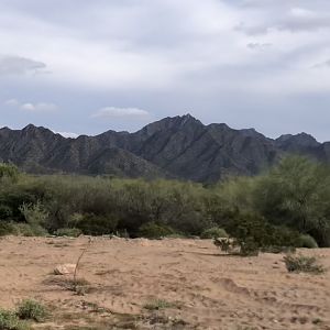 Desert Bighorn Hunt Mexico