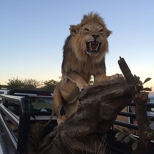 Lion Full Mount Taxidermy