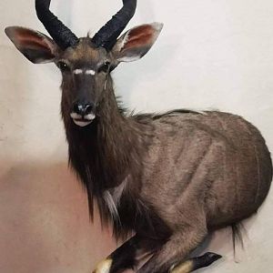 Nyala Half Mount Taxidermy