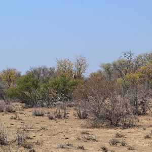 Giraffe Namibia