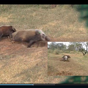 Bushpig with a bow in daylight!