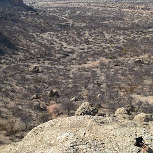 Namibia Hunting Klipspringer