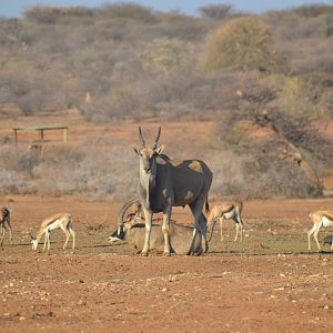 Eland, Springbok & Roan in Namibia