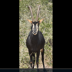 Hunt Sable South Africa